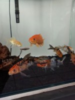 /album/galeria-de-fotos/a10660144-724107680998487-2597806219758393422-n-jpg/